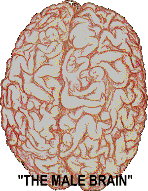 le cerveau de l homme